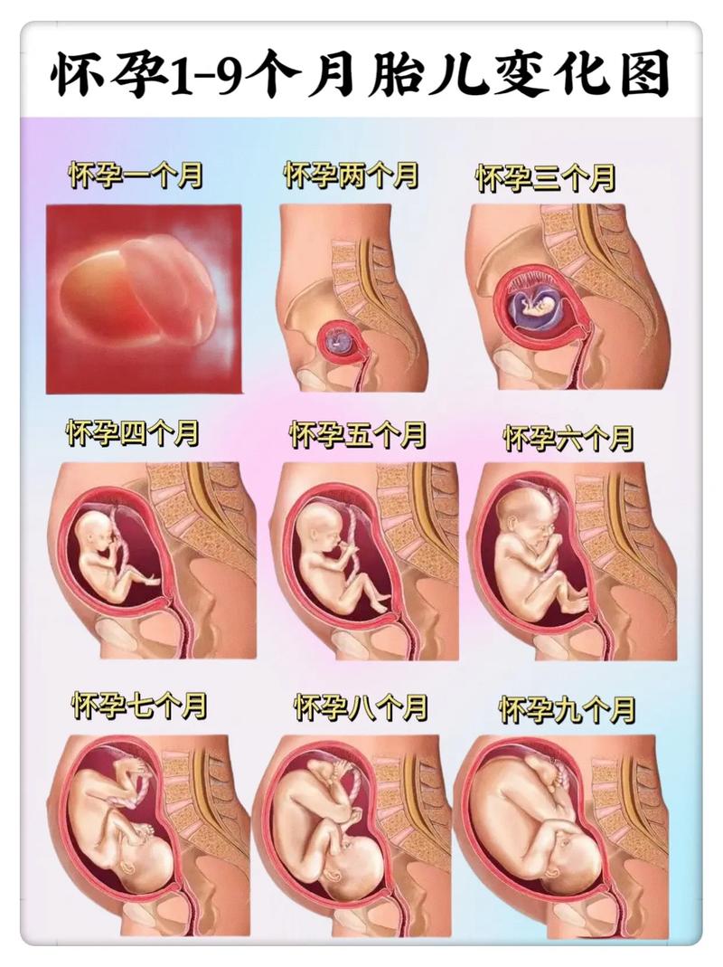 孕多少周国内代孕宝宝可以存活